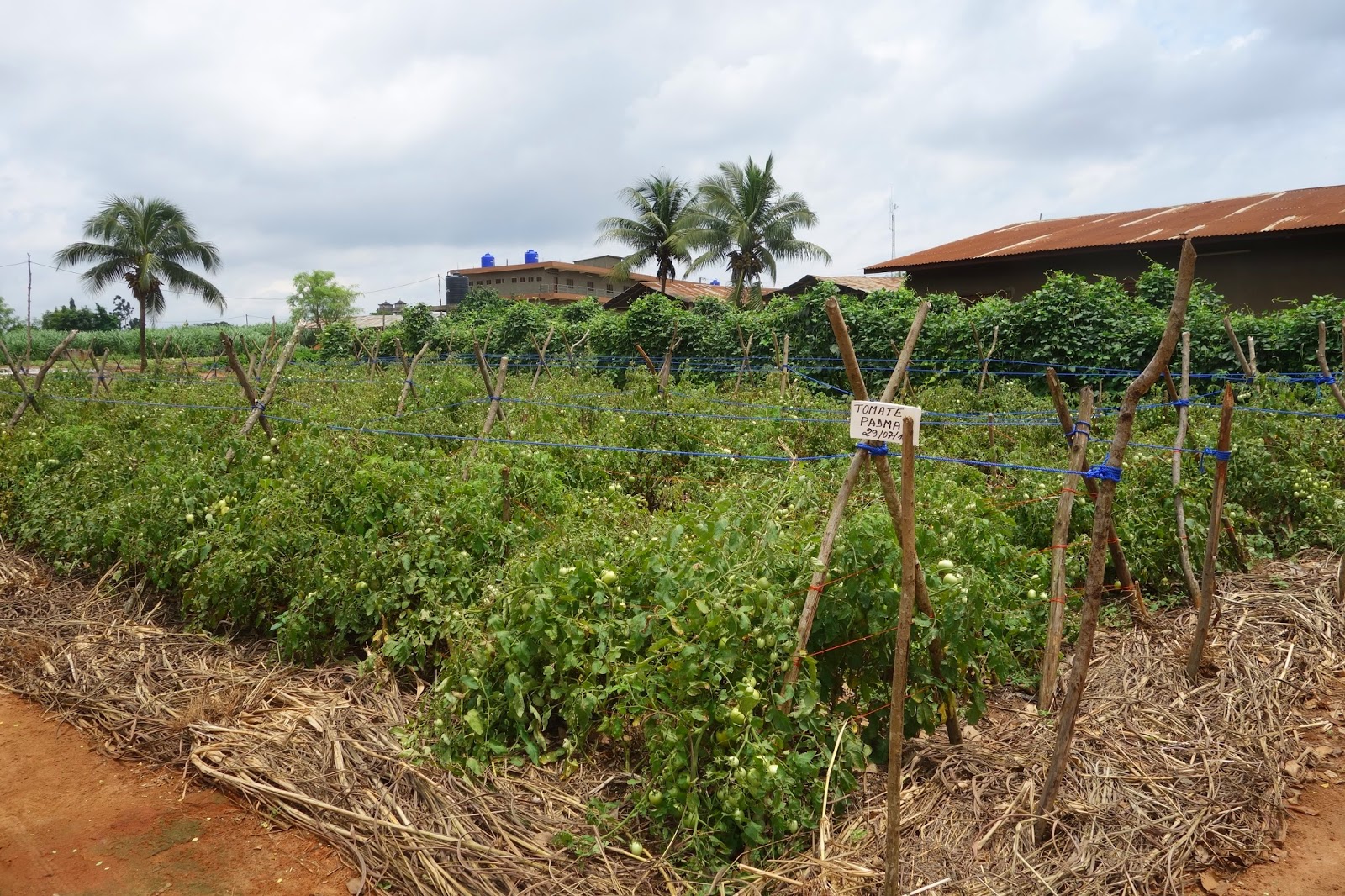 Bein' in Benin: Songhai Center, Porto Novo