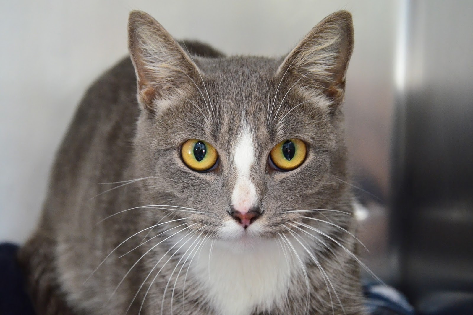 Peggy Adams Animal Rescue League: We Love the Number 19