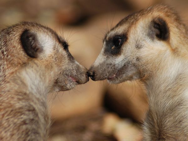 Animal pictures 17 Adorable pictures of animals kissing Animal pictures 17 Adorable pictures of animals kissing
