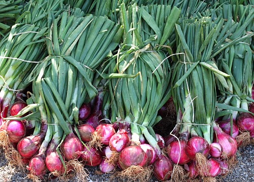 Jejak Penyuluh Bawang Merah