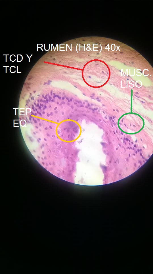 Estomago-Poligastricos.