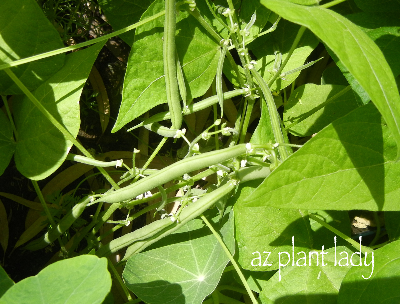 Green Bean Harvest Ramblings from a Desert Garden