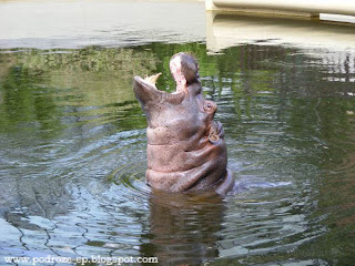 Podróże Małe i Duże E&P: Warszawskie ZOO