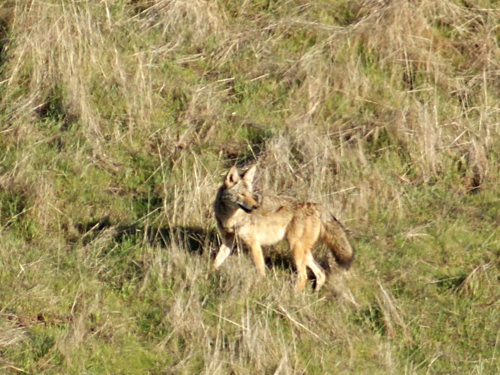 Cole's Trail Tales Bolinas Agate Beach & Duxbury Reef Tide Pools 2
