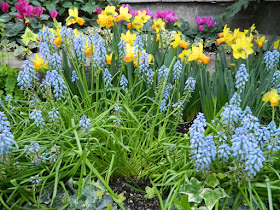 Allan Gardens Conservatory Spring Flower Show 2013 pale blue muscari yellow daffodils by garden muses: a Toronto gardening blog