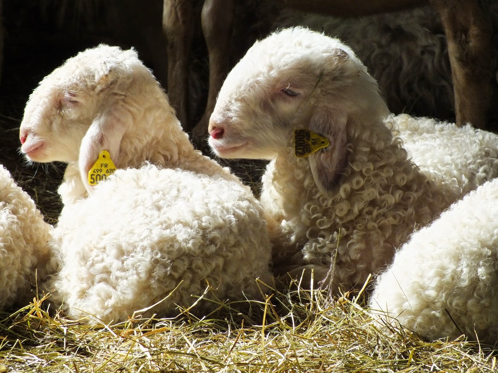 trilingual farming Les agneaux 2015