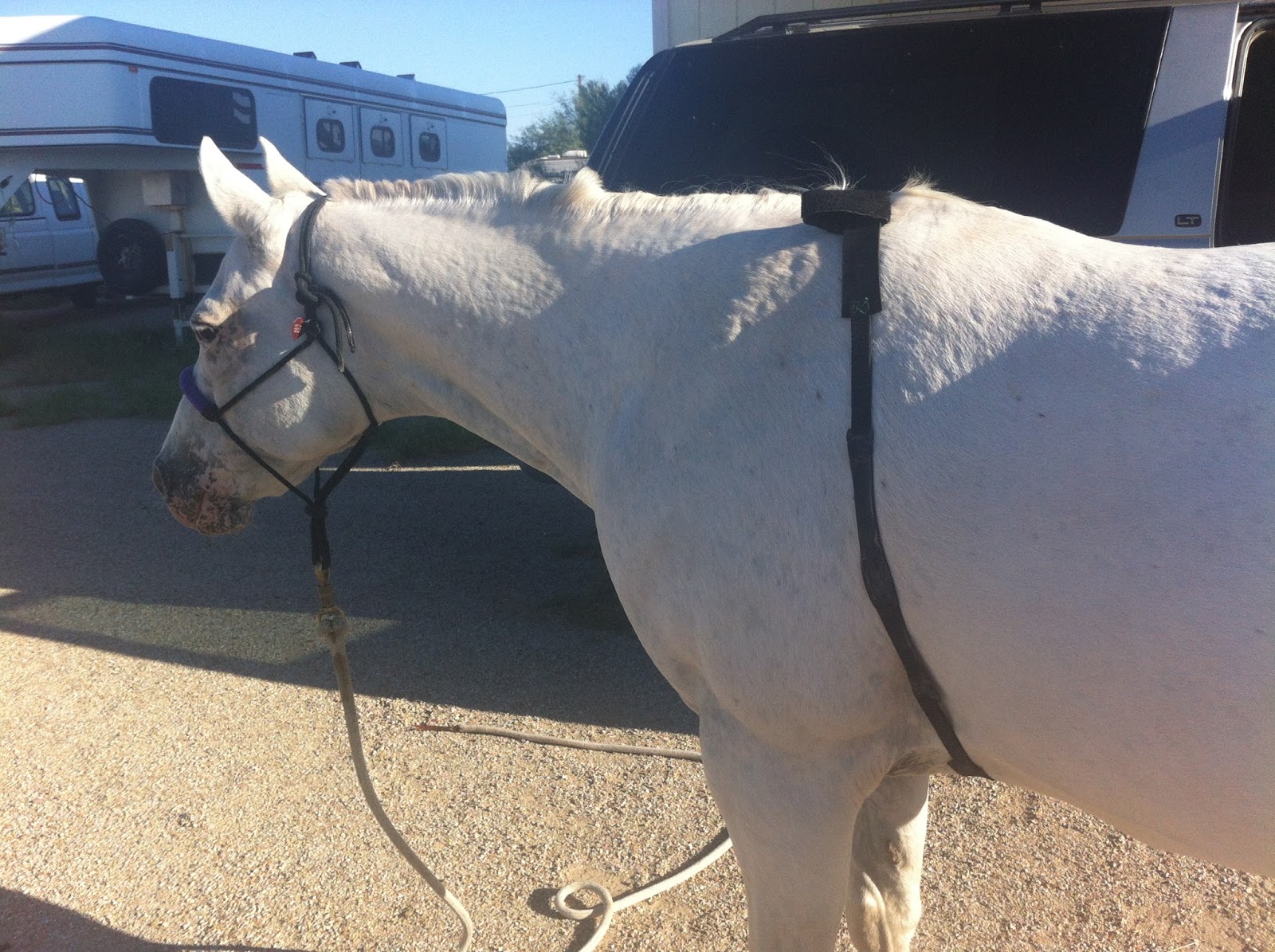 Go Pony lovehate relationship heart rate monitors