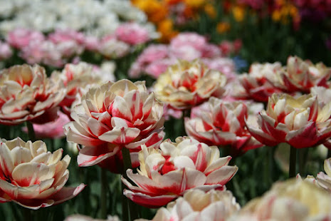 Toyama Tulip Festival ! Toyama prefecture, Japan