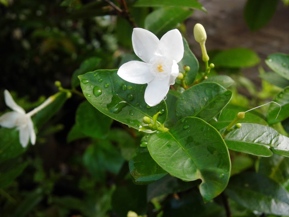 Thai Jasmine (Wrightia antydisentrica)