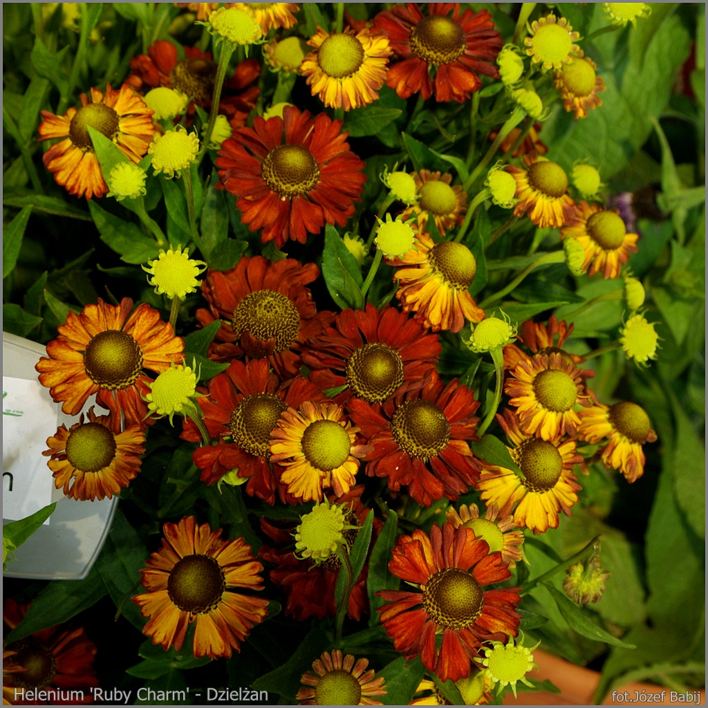 Plant Gallery - Encyklopedia Roślin: Helenium species and varieties ...
