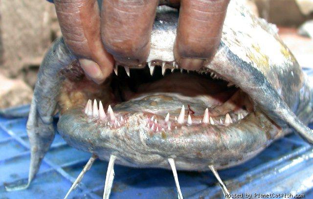 Giant Devil Catfish - The Goonch Catfish: Goonch Catfish Pictures