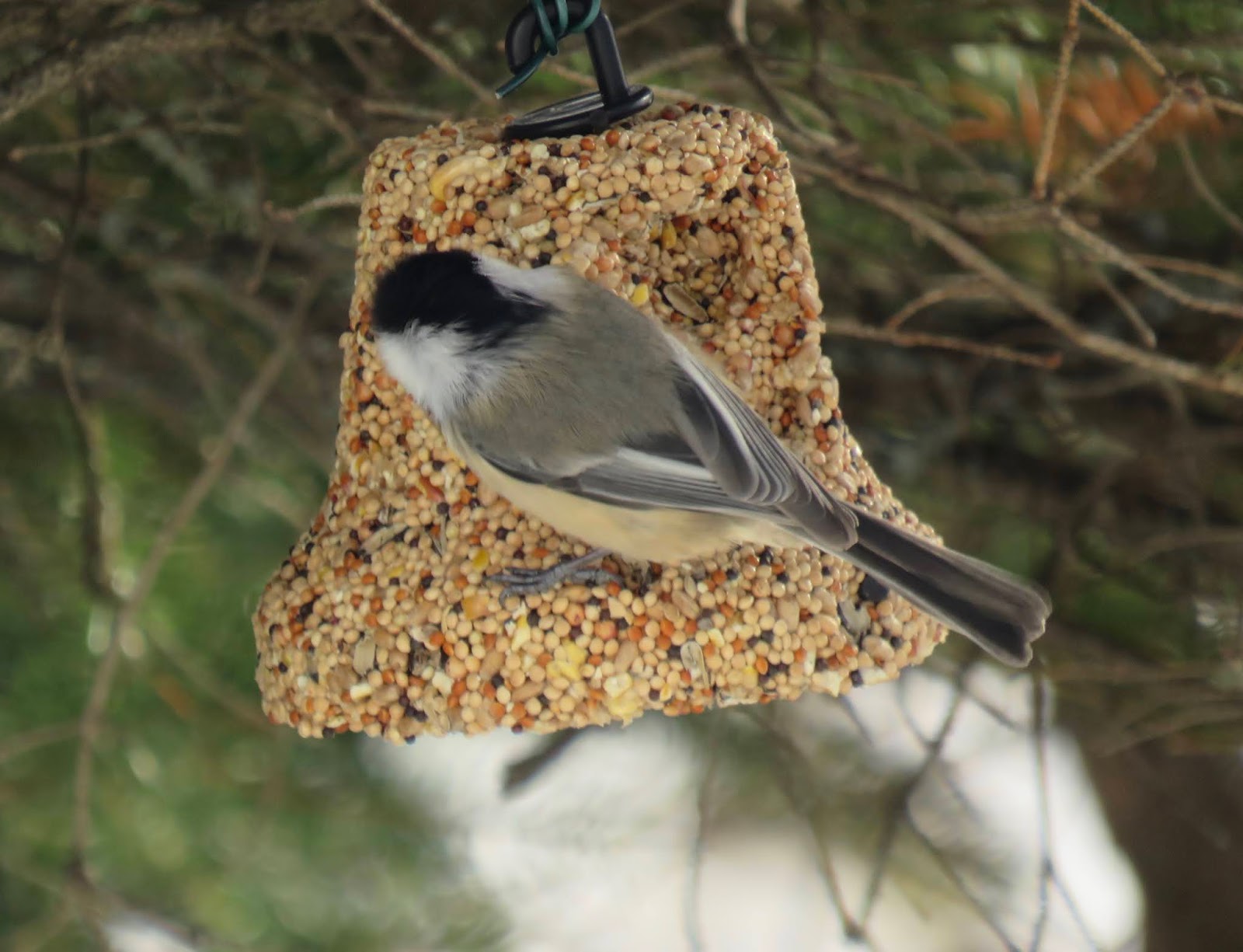 Thelma S Days Birds At The Feeder