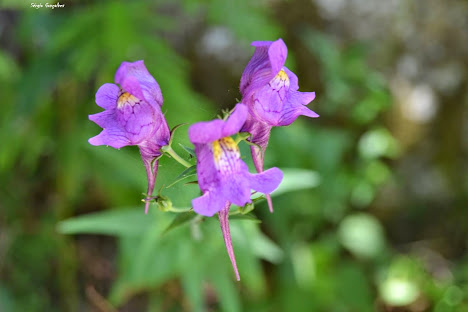 Esporas-bravas - Linaria triornithophora (L.) Willd