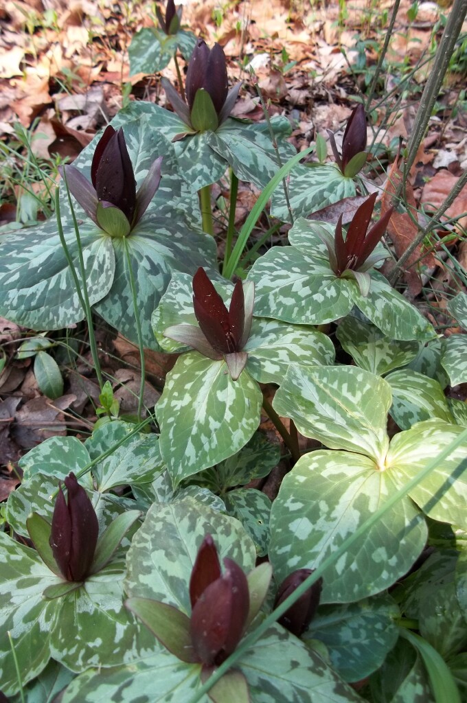 ANNELINDE'S WORLD Wake Robin