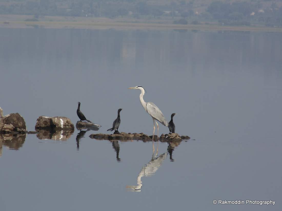 Bird watching at Veer Dam near Pune
