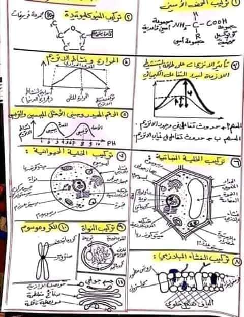  مراجعة الاحياء للصف الاول الثانوى ترم أول بالصور و الرسومات %25D8%25A7%25D9%2584%25D8%25B3%25D9%2586%25D8%25AA%25D8%25B1%2B%25D8%25A7%25D9%2584%25D8%25AA%25D8%25B9%25D9%2584%25D9%258A%25D9%2585%25D9%2589%2B%25284%2529