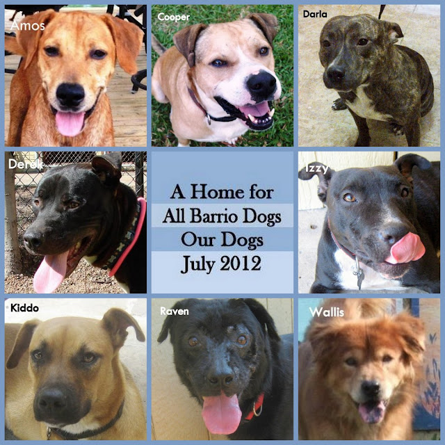 A Home For All Barrio Dogs Dog to Dog Interactions