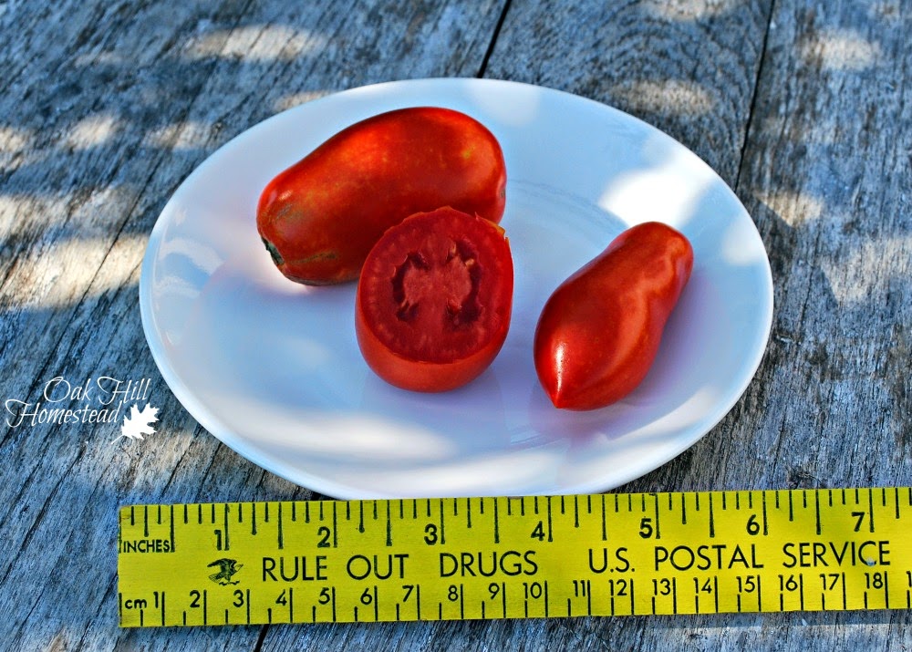 This is the "oroma paste" variety of tomato. Here's how it compares to the other varieties growing in my garden this year.