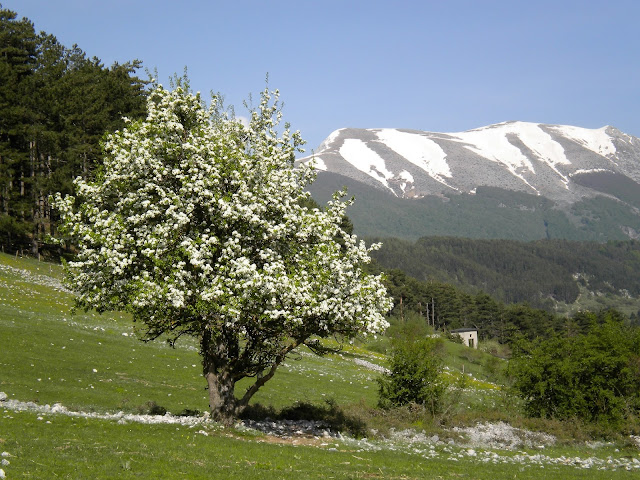 Biancospino selvatico