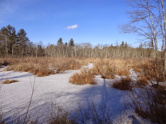 Agile Trekker: Mallard Marsh and Little Pond, Litchfield, CT
