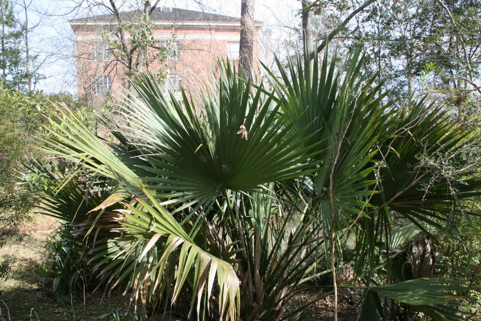 Centenary College Arboretum: Sabal minor