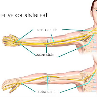 El ve Kol Sinirleri