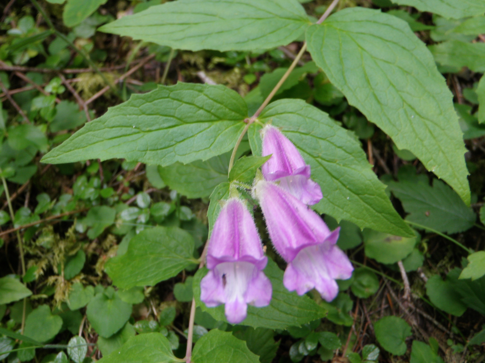 Blunoz Random Ramblings Olympic National Forest Mt. Zion