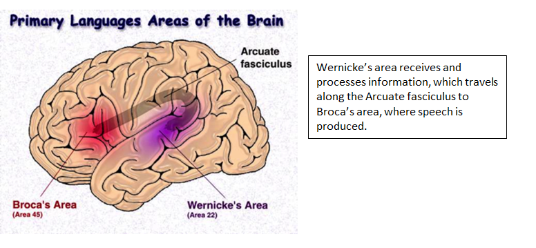Speech brain. Language areas in the Brain. Primary areas of the Brain. Neurolinguistics: language areas in the Brain.