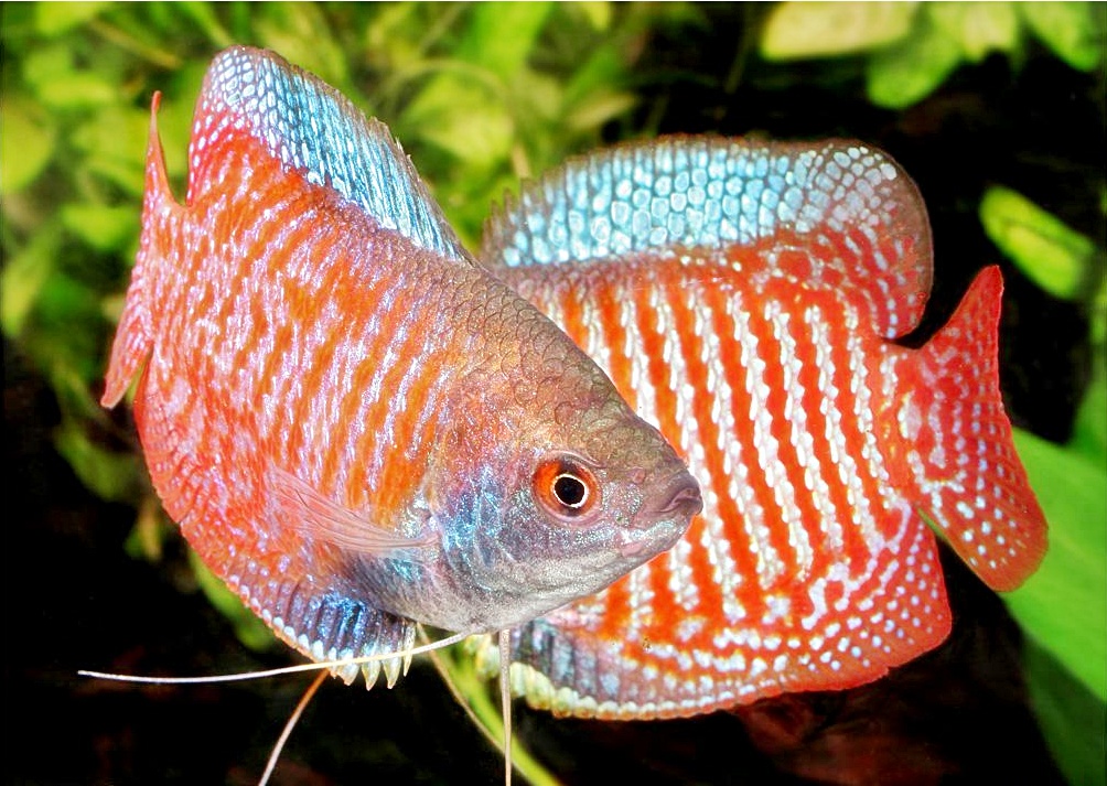 ✓ Cara Merawat Ikan Gurami Kerdil Yang Mudah Agar Sehat Dan Bahagia ✓ Cara Merawat Ikan Gurami Kerdil Yang Mudah Agar Sehat Dan Bahagia