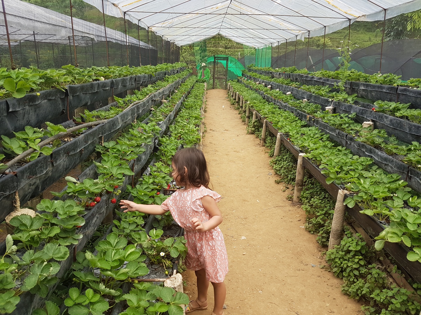 A Strawberry Farm in Cebu Travel Gourmande
