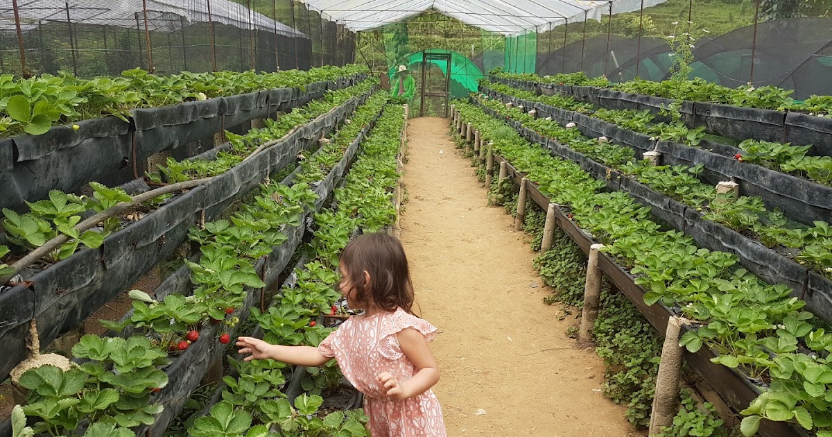 A Strawberry Farm in Cebu Travel Gourmande