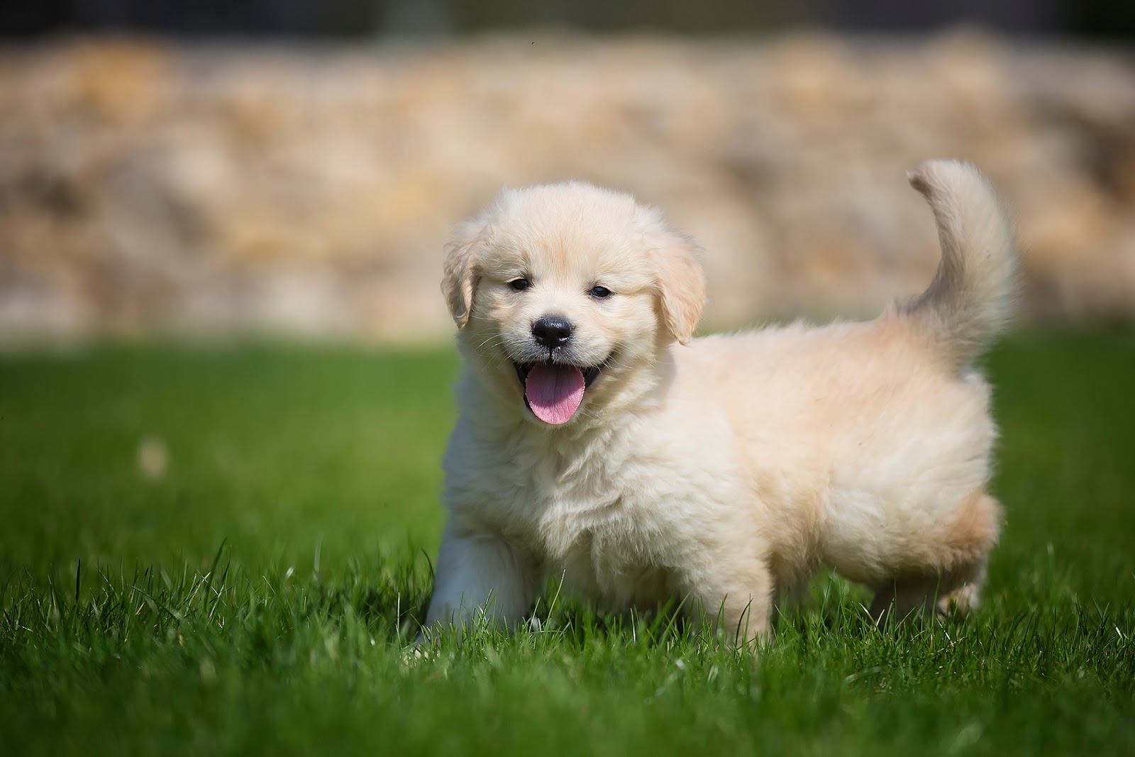 Berkeley Heights Animal Hospital July 2016