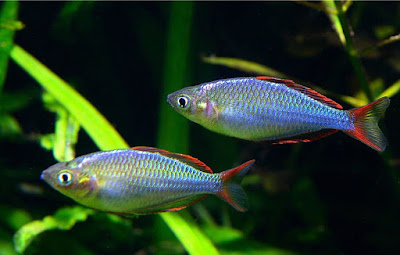 Neon rainbowfish