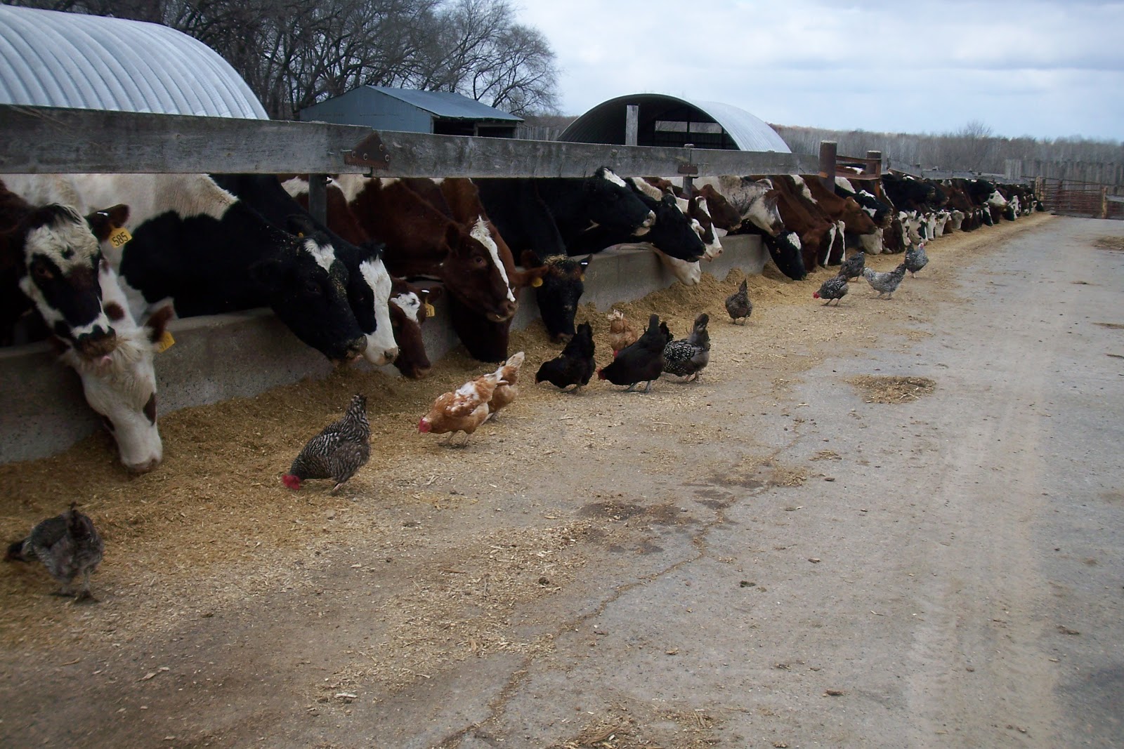 Does Agriculture Include Cattle Updated 2022