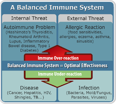 Un sistem imunitar echilibrat