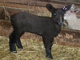 BFL ewe lamb for sale