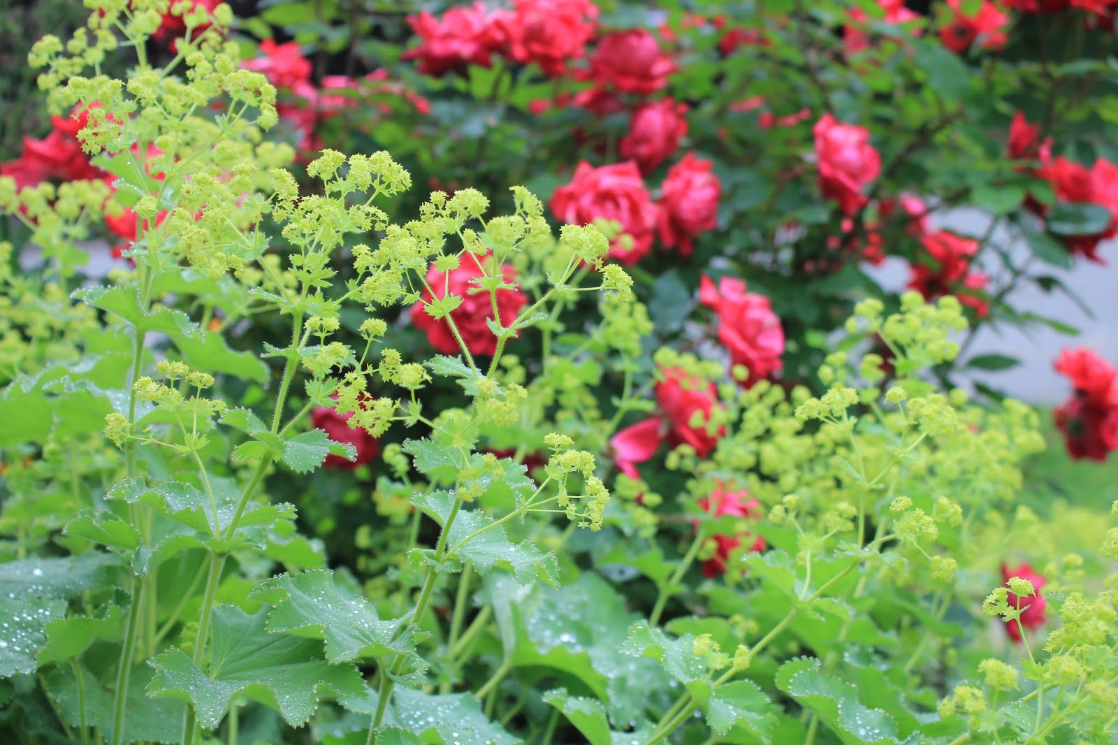 Gardening and Gardens: Easy Care Roses