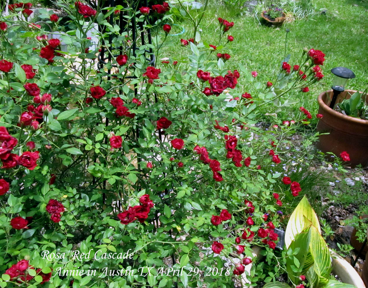 The Transplantable Rose