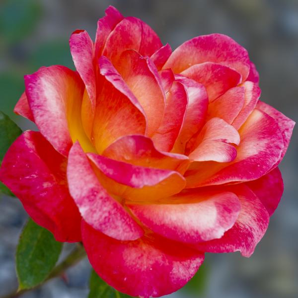 Etsy Natural Healers Guild: Another Blooming Rose Joins Our Team Leaders!