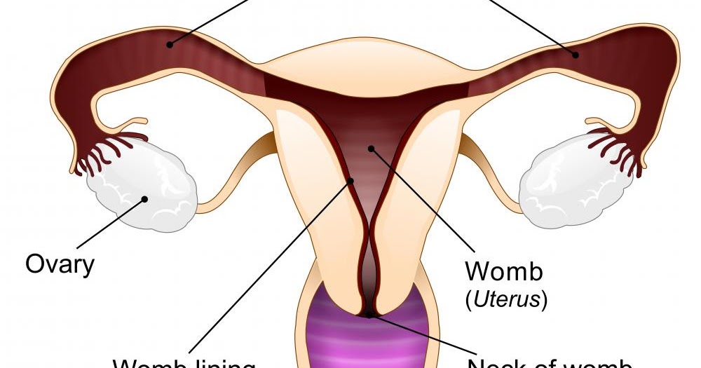Understanding a Womans Egg Cycle and Ovulation Alex Gladwin Blog