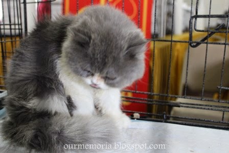 Floria 2014 Putrajaya ~ Kucing Miow Cat