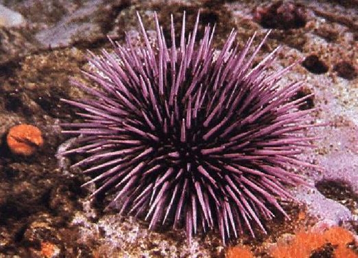 El ojo del buitre Erizo de mar (Sphaerechinus granularis) El ojo del buitre Erizo de mar (Sphaerechinus granularis)