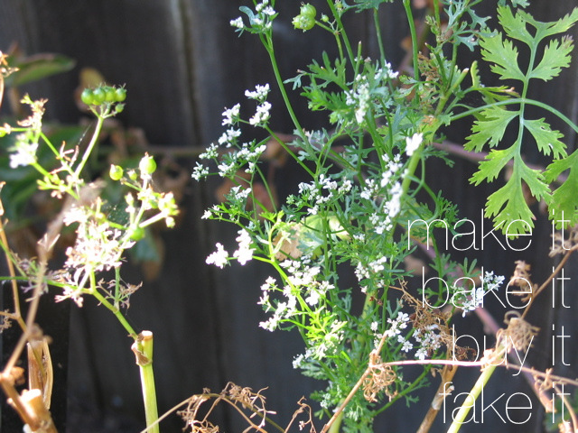 My Cilantro Bolted :(