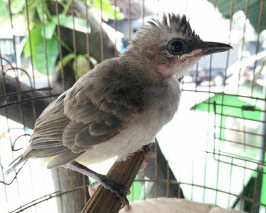 Menikmati Suara Gacor Tembakan Burung Trucukan Buat Masteran