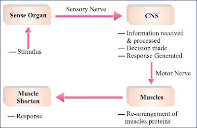 Coordination between Nervous and Muscular Tissue