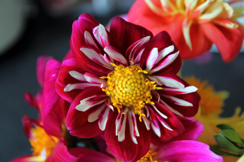 Dahlias Grown from Seed