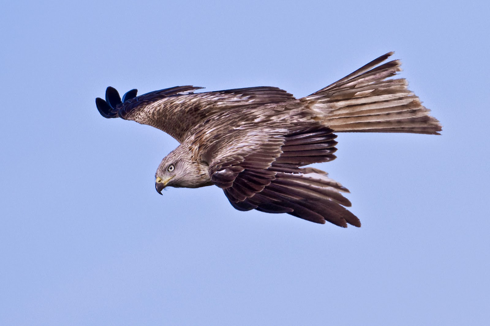 PETER'S PORTFOLIO..............Bird & Wildlife Photography Kites, Red