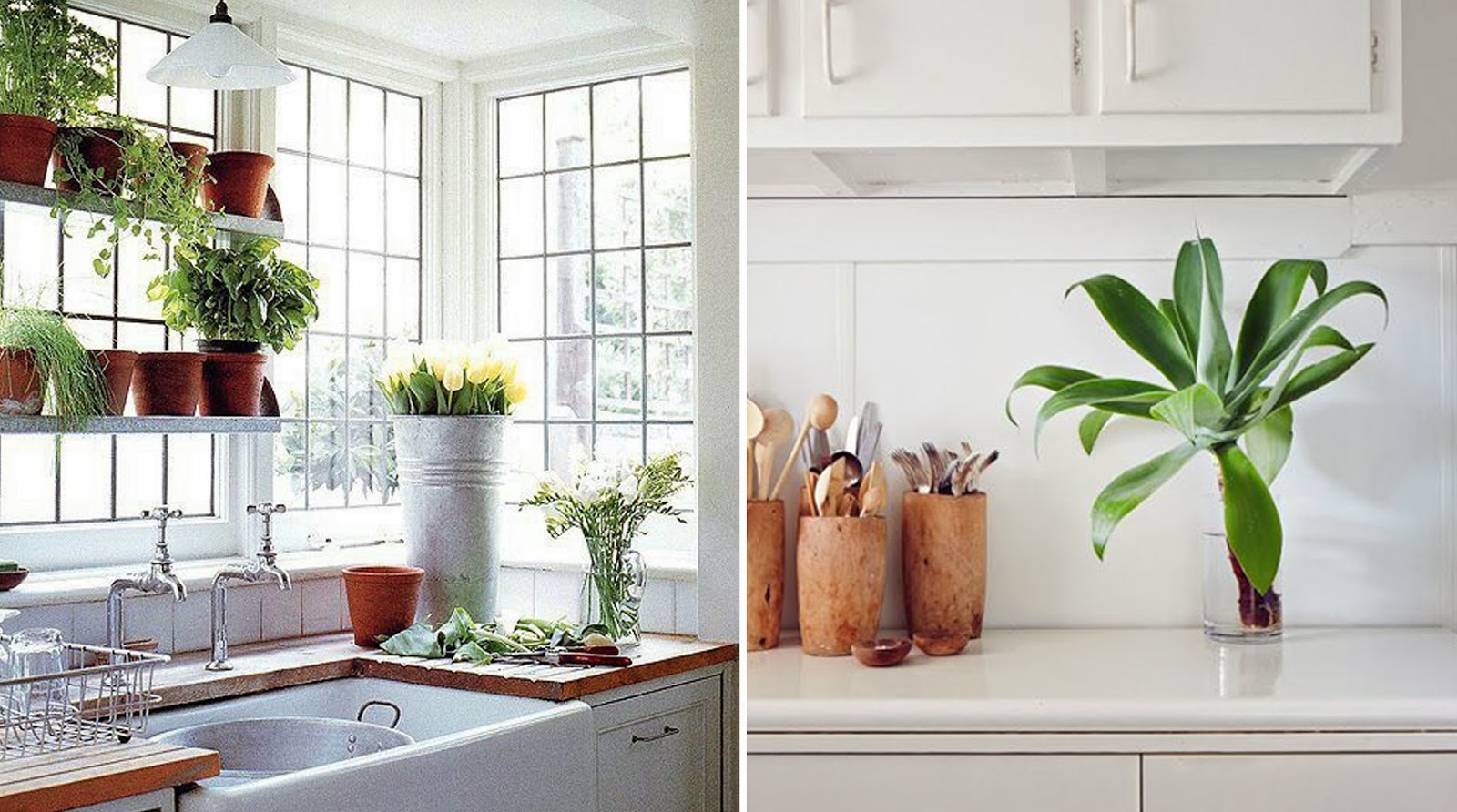 cocinar con plantas_ameiseblog cocinar con plantas_ameiseblog