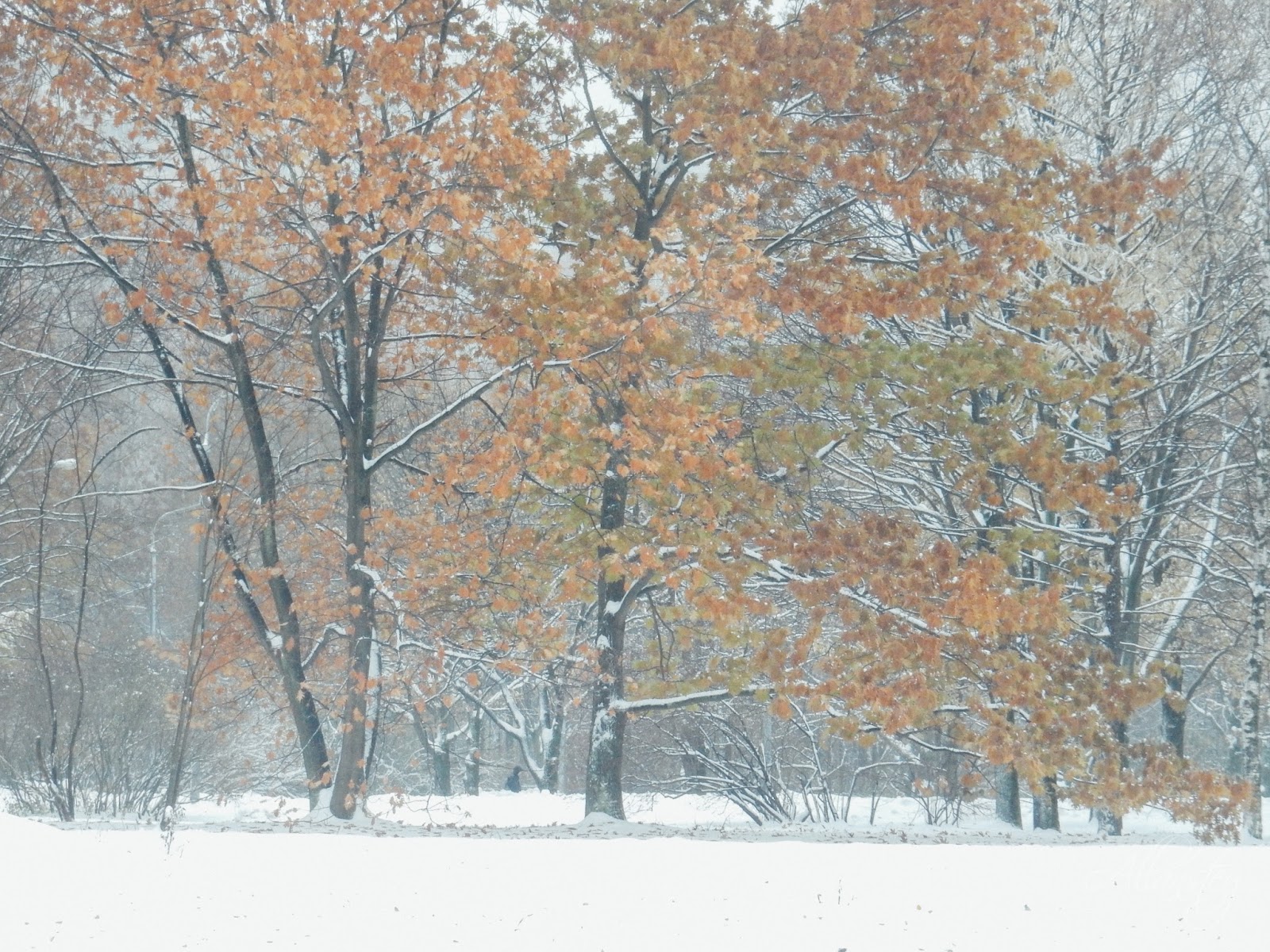 Winter Fall Allanstey