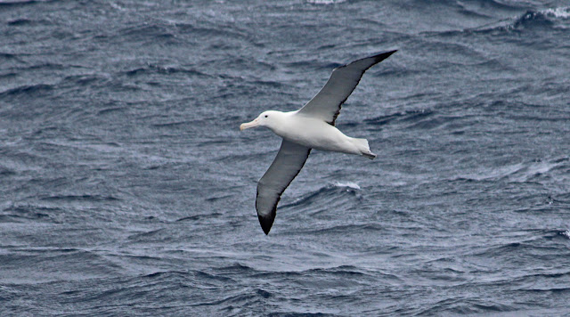 Albatos Royal, Iles Bounty, Nouvelle-Zélande